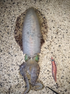アオリイカの釣果