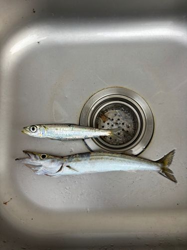 カマスの釣果