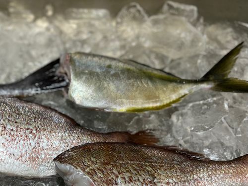 シマアジの釣果