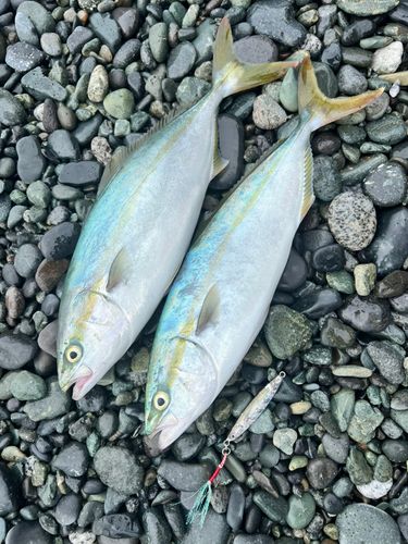 ワカシの釣果