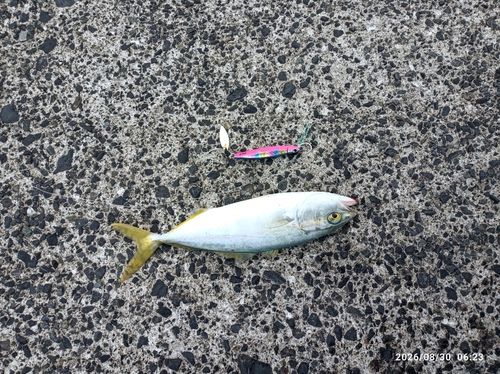 ツバスの釣果