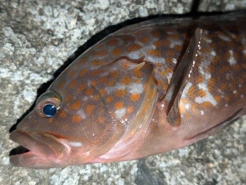 キジハタの釣果