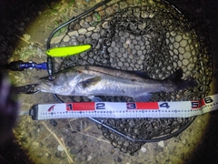 シーバスの釣果