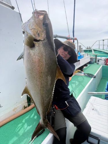 カンパチの釣果