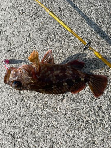 カサゴの釣果