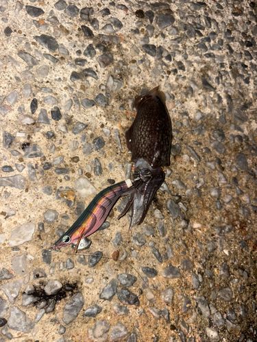 コウイカの釣果