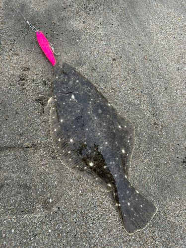 ヒラメの釣果