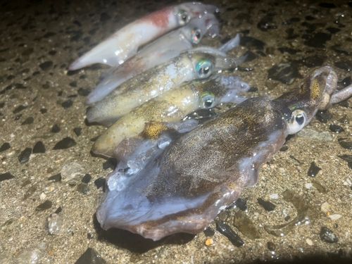 アオリイカの釣果