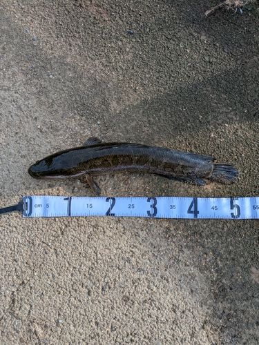 ライギョの釣果