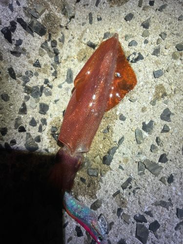 ベイカの釣果