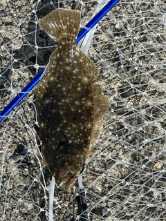 ソゲの釣果