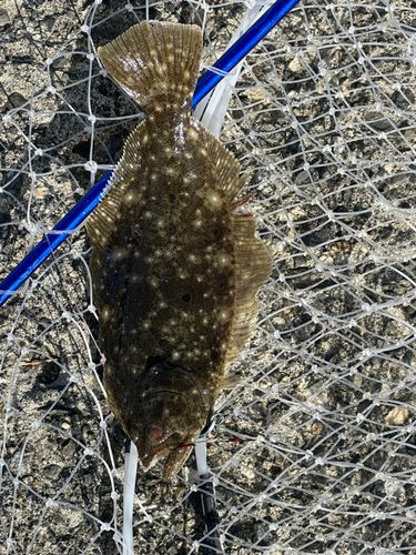 ソゲの釣果
