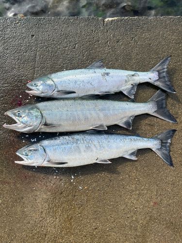 サケの釣果