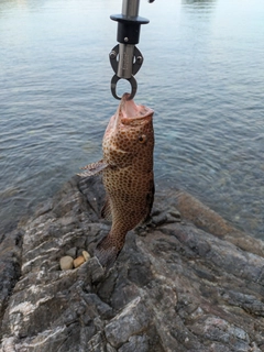 オオモンハタの釣果