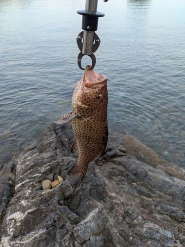 オオモンハタの釣果