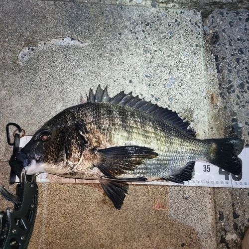 チヌの釣果