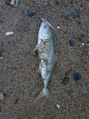イナダの釣果