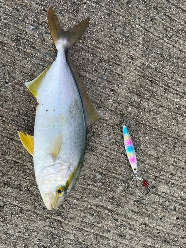 アカビラの釣果