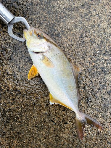 ショゴの釣果