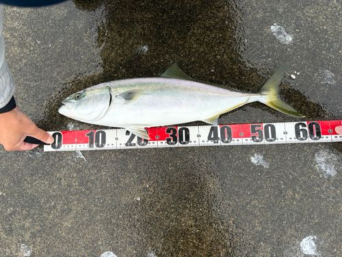 イナダの釣果