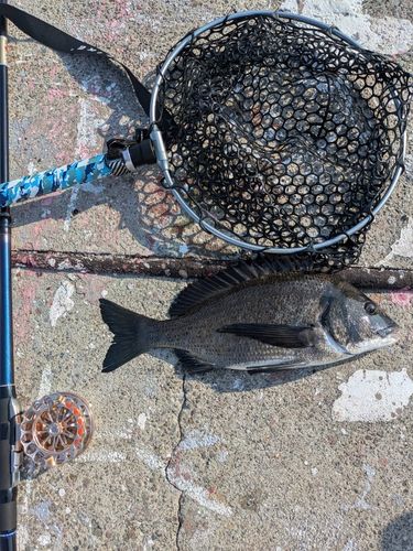 チヌの釣果