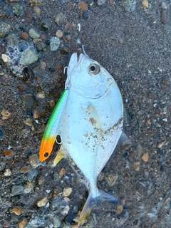メッキの釣果