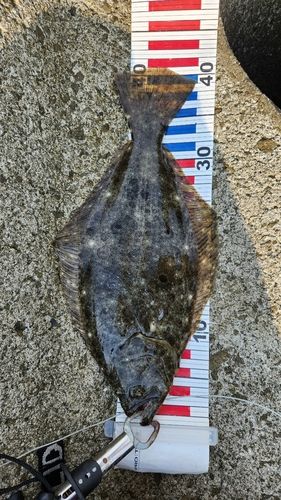 ヒラメの釣果