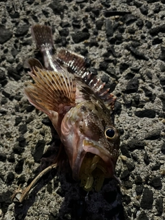 アラカブの釣果