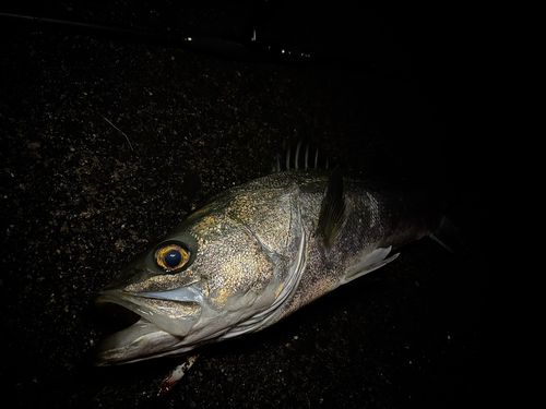 釣果