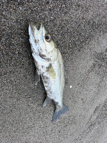 セイゴ（ヒラスズキ）の釣果