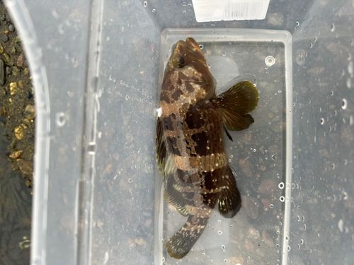 アオハタの釣果