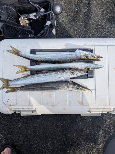 カマスの釣果