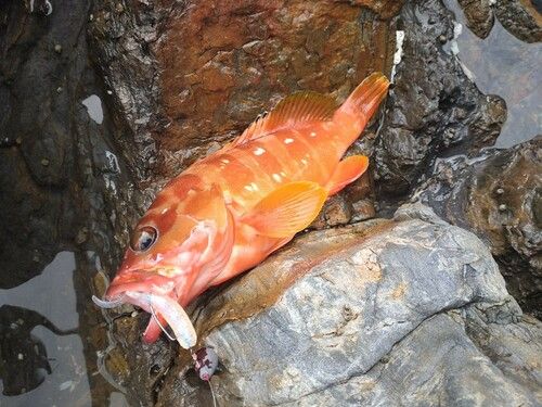 アカハタの釣果