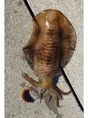イカの釣果