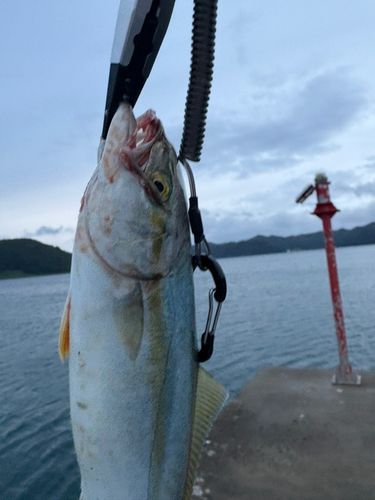ワカシの釣果