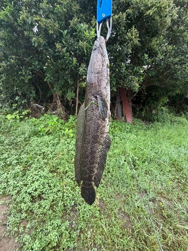 ライギョの釣果