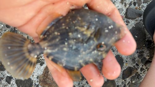 カワハギの釣果