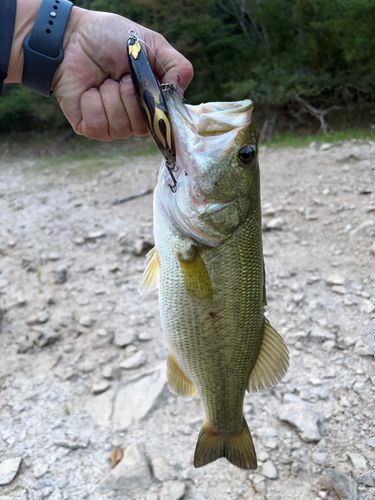 ライギョの釣果