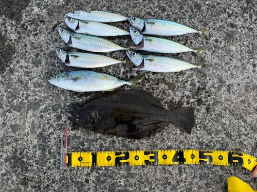 ヒラメの釣果