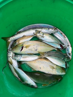 ショゴの釣果