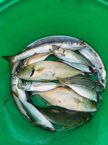 ショゴの釣果