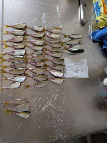 アジの釣果