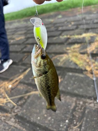 ラージマウスバスの釣果