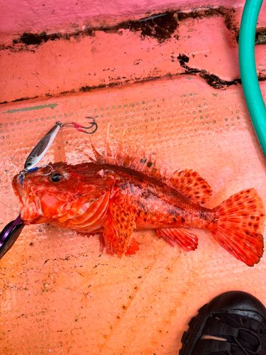 オニカサゴの釣果
