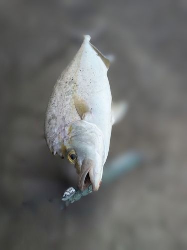 ネリゴの釣果