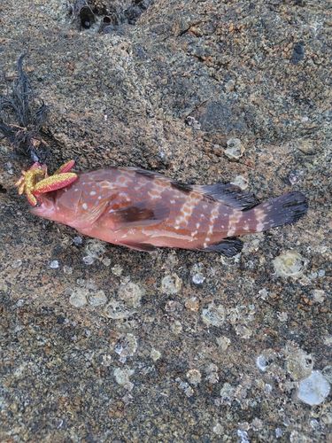 アコウの釣果