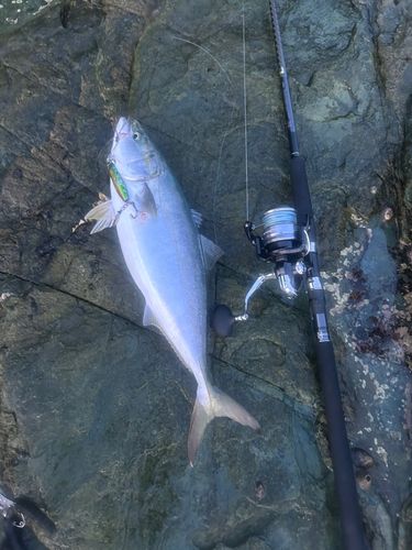 ブリの釣果