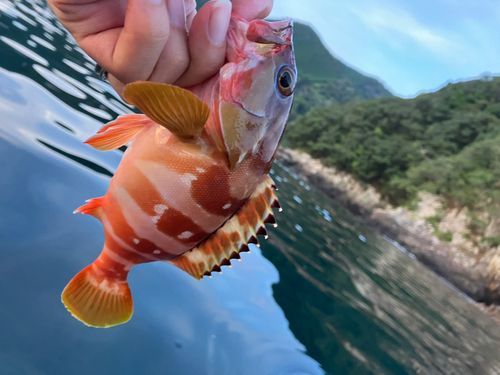 アカハタの釣果