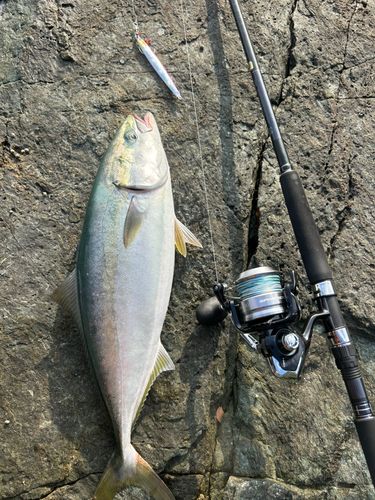 ブリの釣果