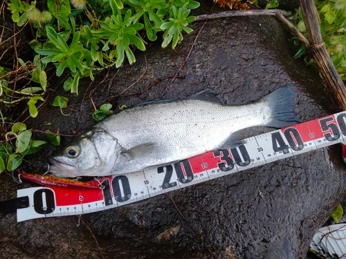 ヒラスズキの釣果